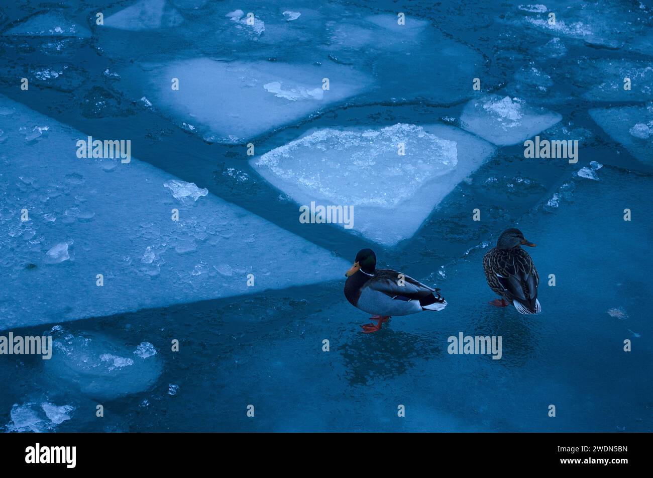 Anatre sul ghiaccio nel lago Ontario, vicino all'Humber Bay Park a South Etobicoke Foto Stock