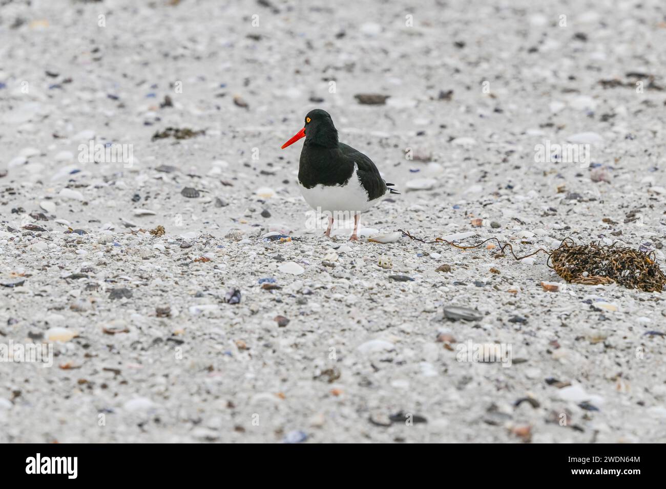 Magellanic Oyster Catcher, Haematopus leucopodus, nidificante a York Beach, Stanley, Isole Falkland Foto Stock
