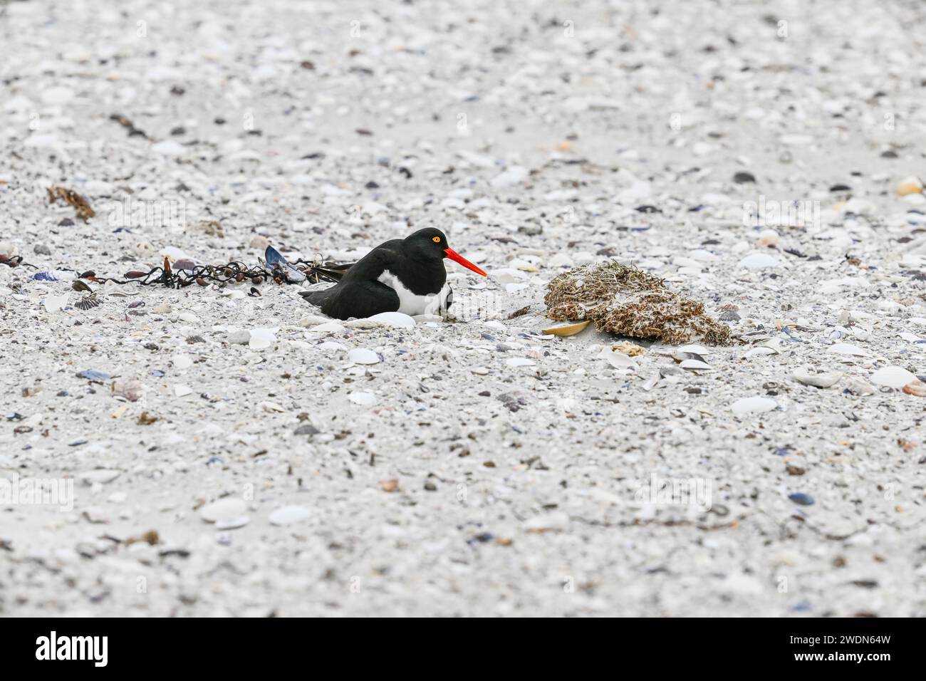 Magellanic Oyster Catcher, Haematopus leucopodus, nidificante a York Beach, Stanley, Isole Falkland Foto Stock