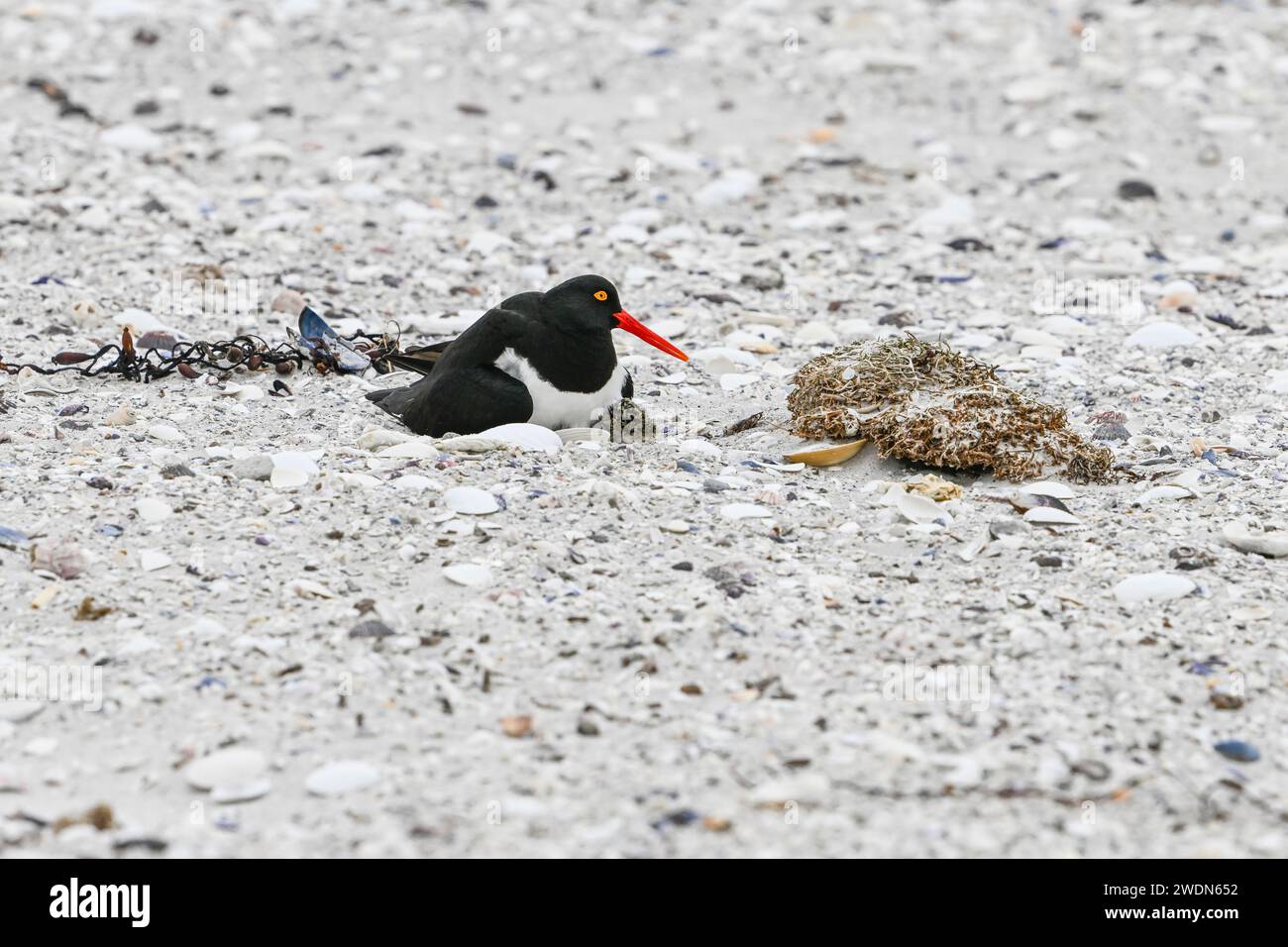 Magellanic Oyster Catcher, Haematopus leucopodus, nidificante a York Beach, Stanley, Isole Falkland Foto Stock