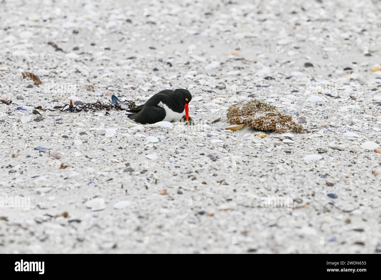 Magellanic Oyster Catcher, Haematopus leucopodus, nidificante a York Beach, Stanley, Isole Falkland Foto Stock