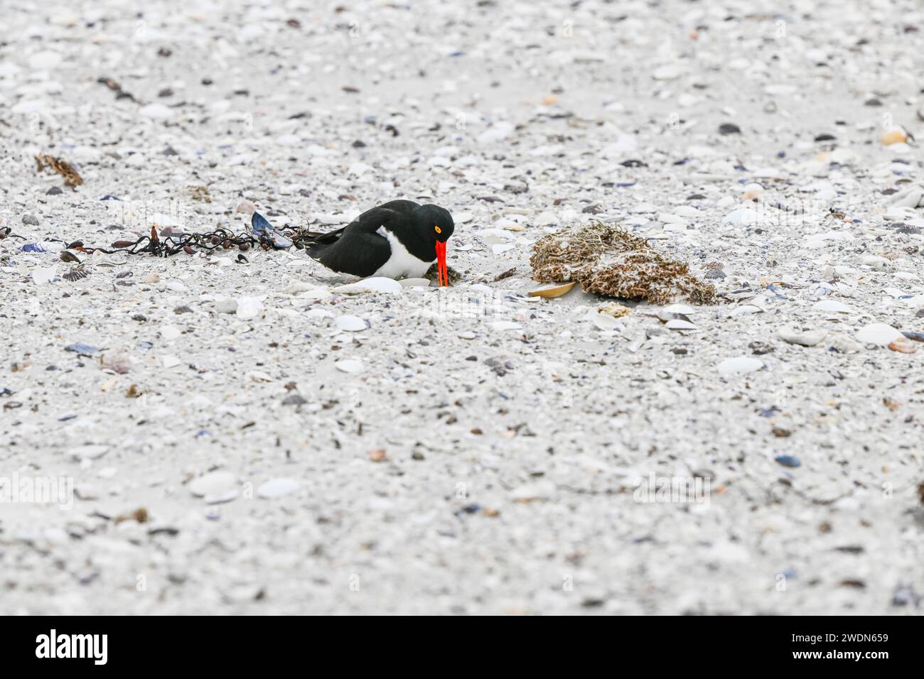 Magellanic Oyster Catcher, Haematopus leucopodus, nidificante a York Beach, Stanley, Isole Falkland Foto Stock