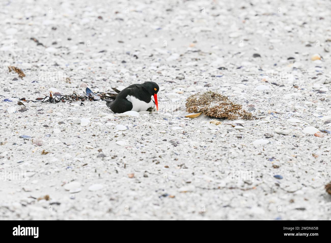 Magellanic Oyster Catcher, Haematopus leucopodus, nidificante a York Beach, Stanley, Isole Falkland Foto Stock
