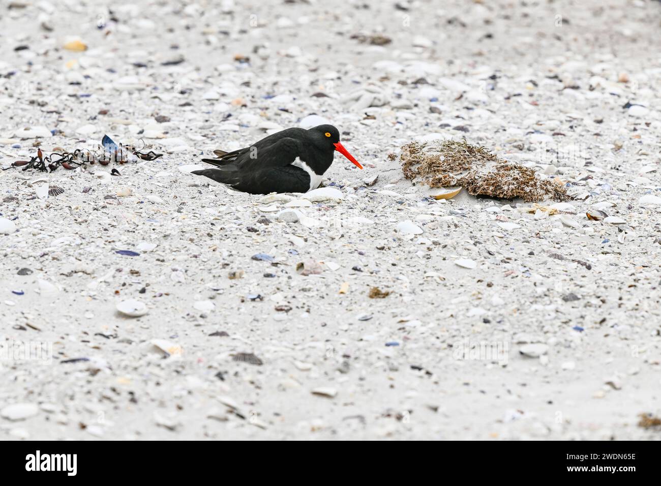 Magellanic Oyster Catcher, Haematopus leucopodus, nidificante a York Beach, Stanley, Isole Falkland Foto Stock