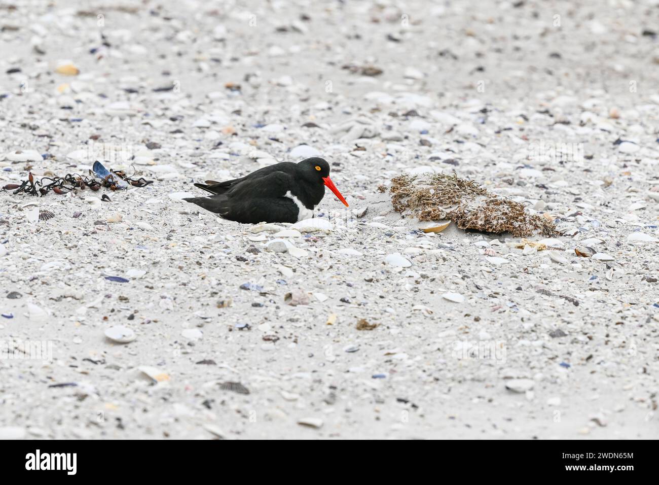 Magellanic Oyster Catcher, Haematopus leucopodus, nidificante a York Beach, Stanley, Isole Falkland Foto Stock