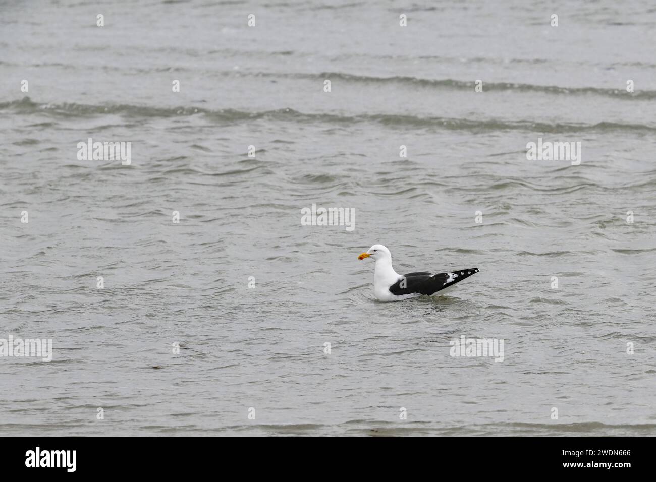 Kelp Gull, Larsus Dominicanus, galleggiante nell'oceano, vicino alla riva di York Beach, Isole Stanley Falkland Foto Stock