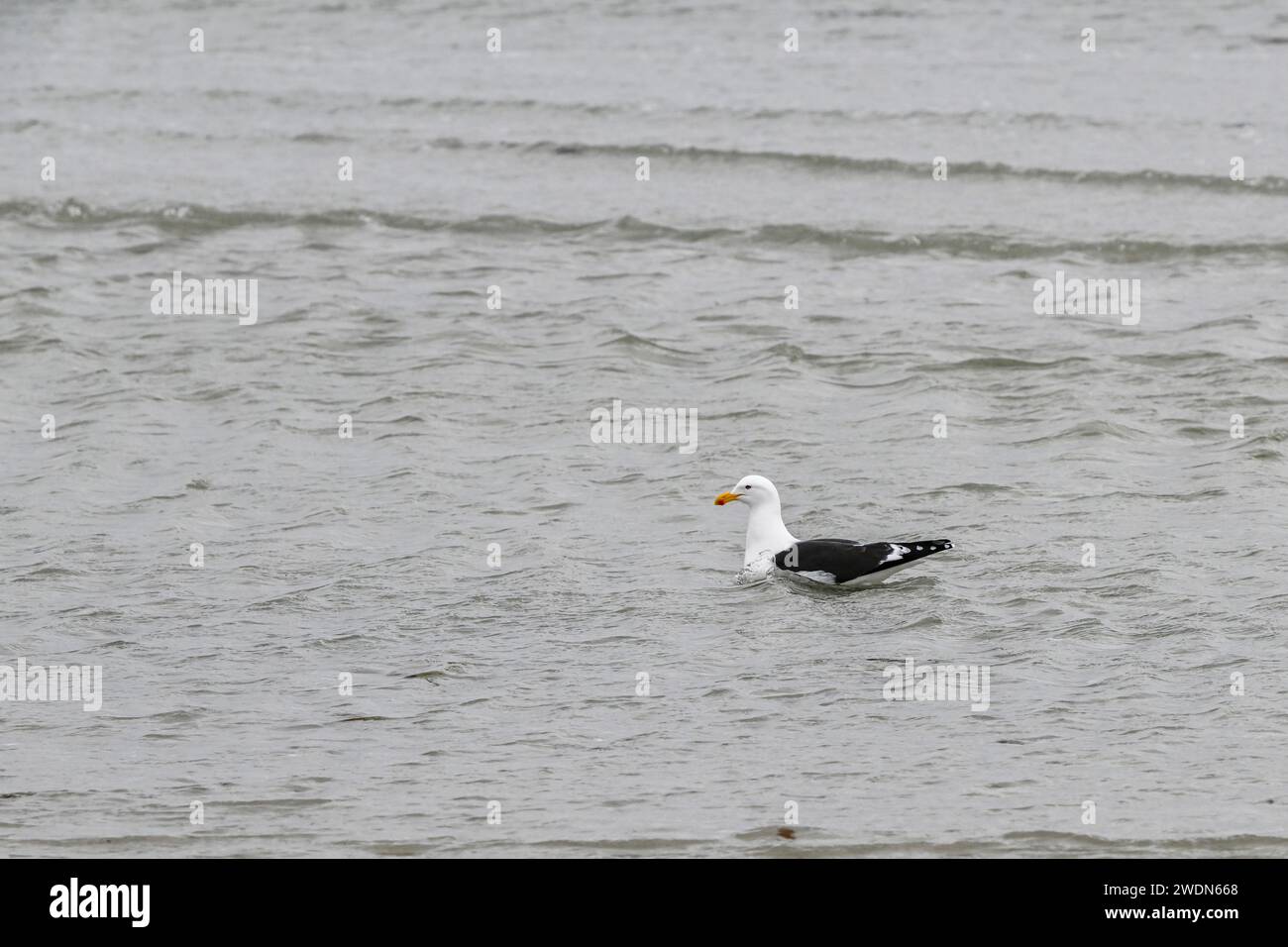 Kelp Gull, Larsus Dominicanus, galleggiante nell'oceano, vicino alla riva di York Beach, Isole Stanley Falkland Foto Stock