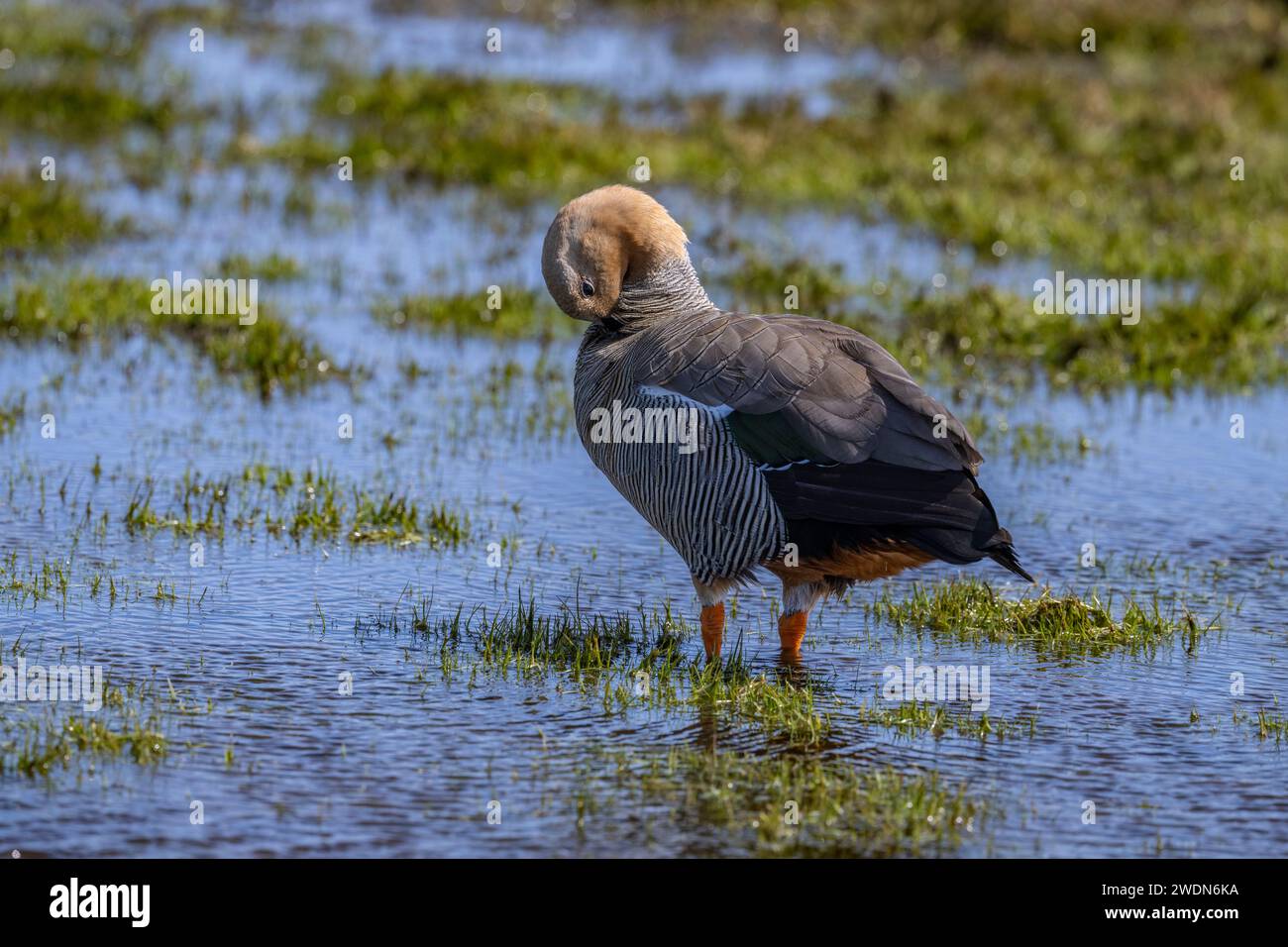 Ruddy-headed Goose, Chloephaga rubidiceps, su Bleaker, Island, Falkland Islands, Foto Stock