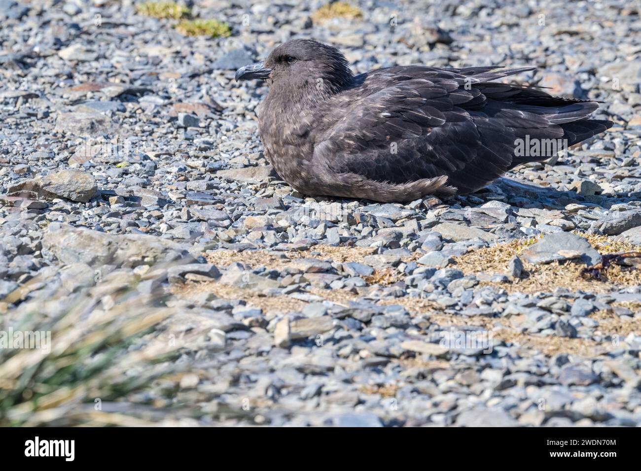 Antarctic Brown Skua, Brown skua, Stercorarius antarcticus, sulla spiaggia rocciosa, Rosita Harbor, SGI Foto Stock