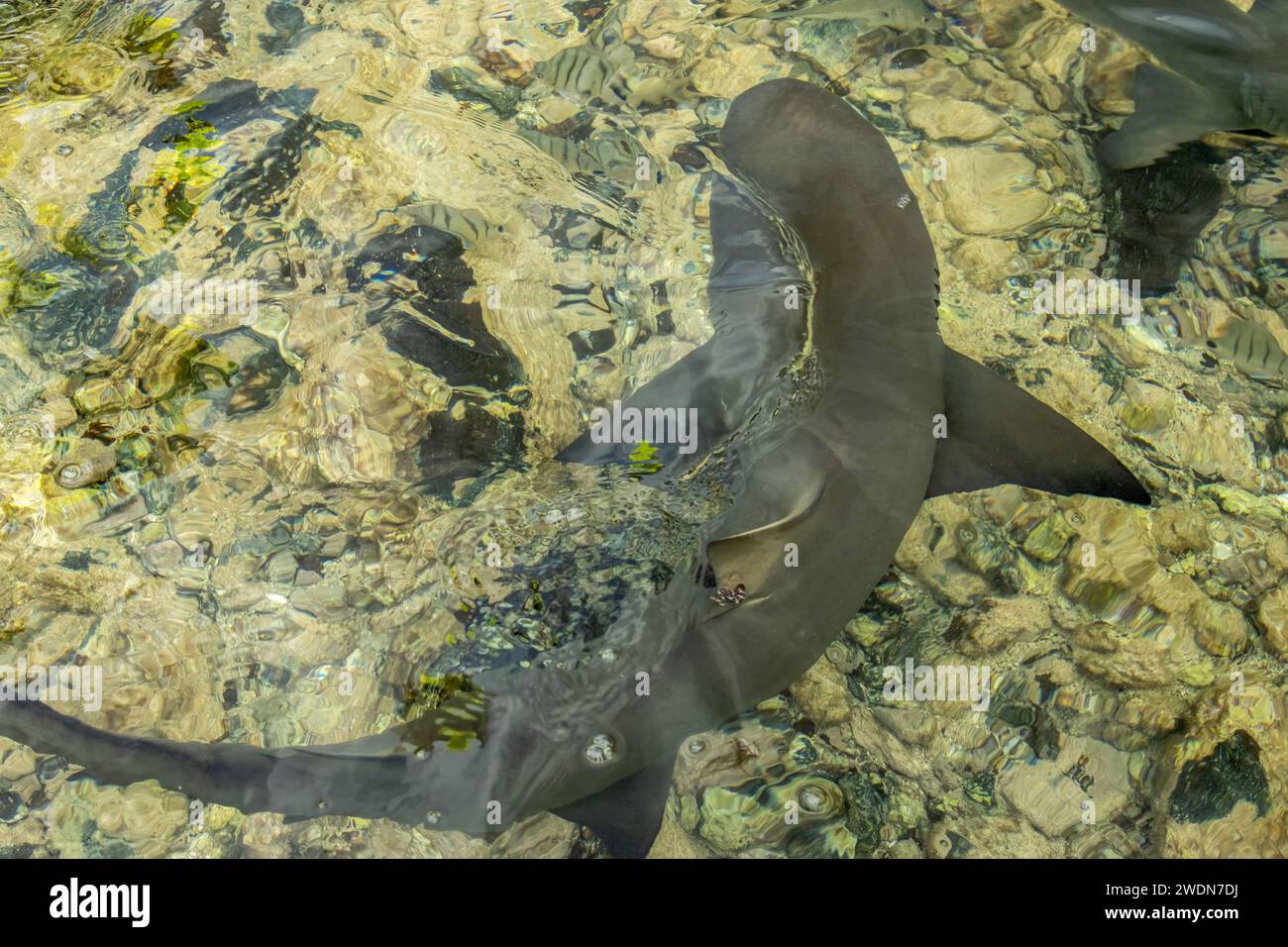 Piccoli squali limone in una baia a Capo Verde Foto Stock