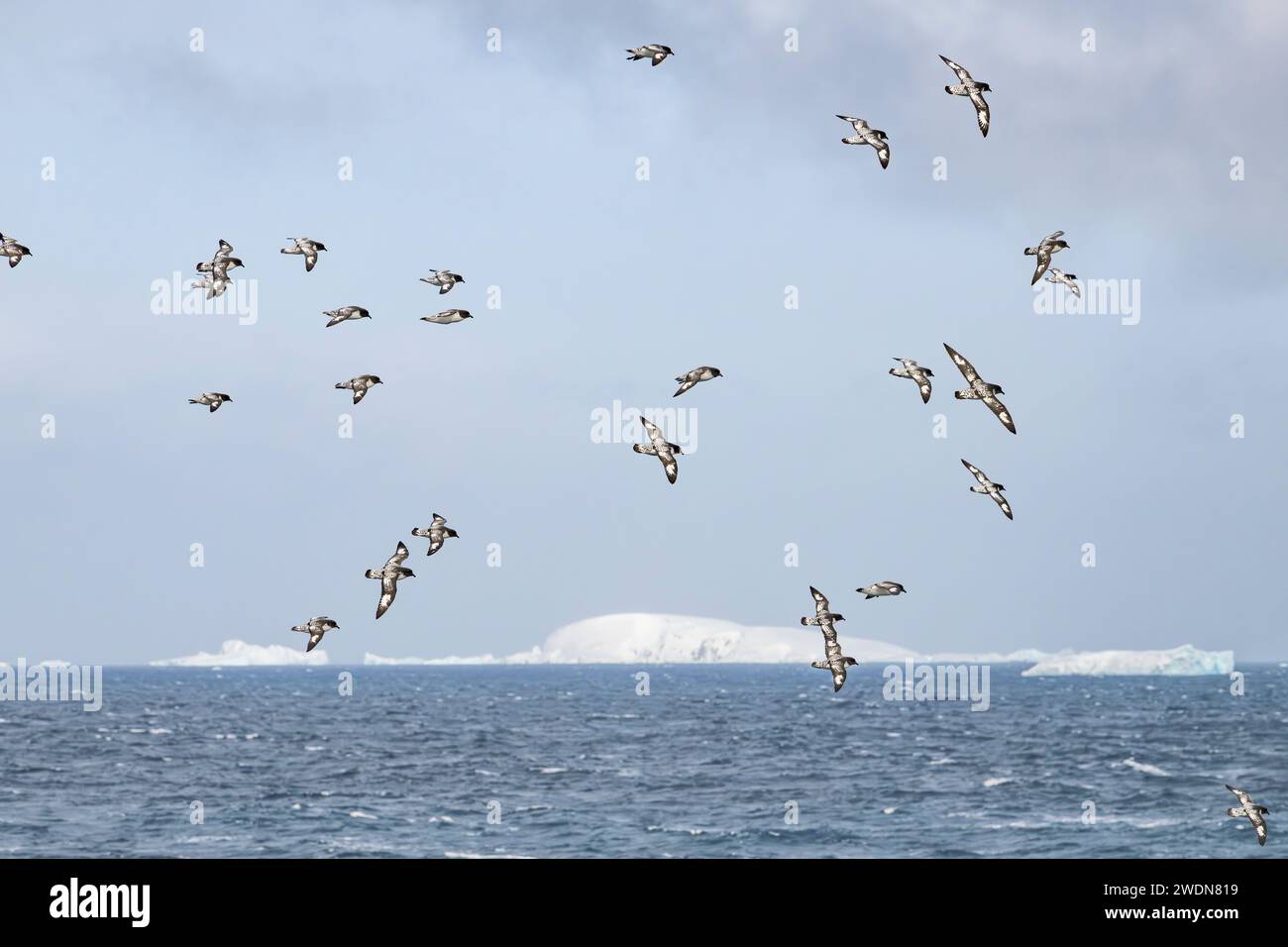 Cape Petrels, Daption Capense, vola in gran numero intorno alla baia di Brialmont e allo stretto di Bransfield, in Antartide, a caccia di cibo Foto Stock