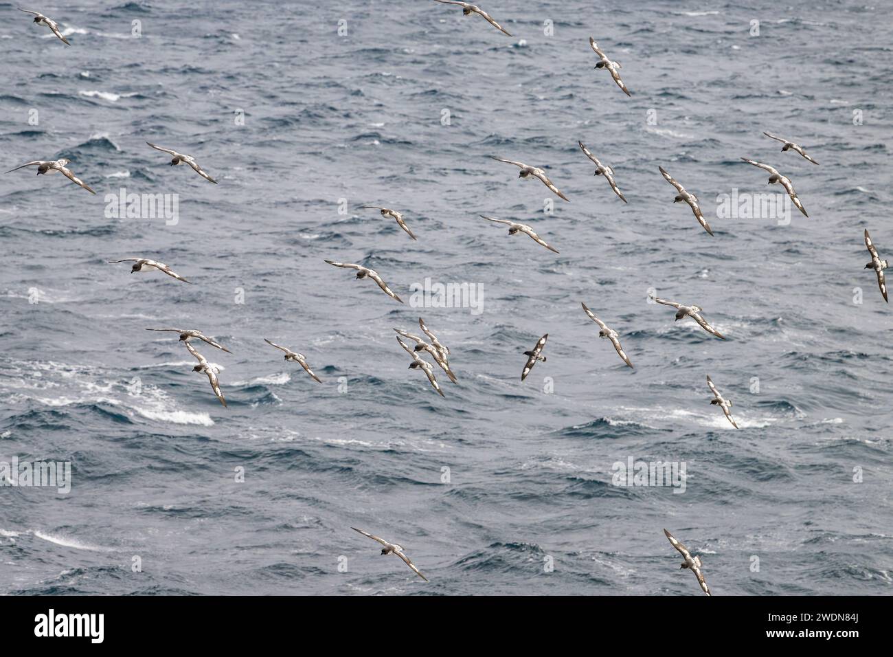 Cape Petrels, Daption Capense, vola in gran numero intorno alla baia di Brialmont e allo stretto di Bransfield, in Antartide, a caccia di cibo Foto Stock