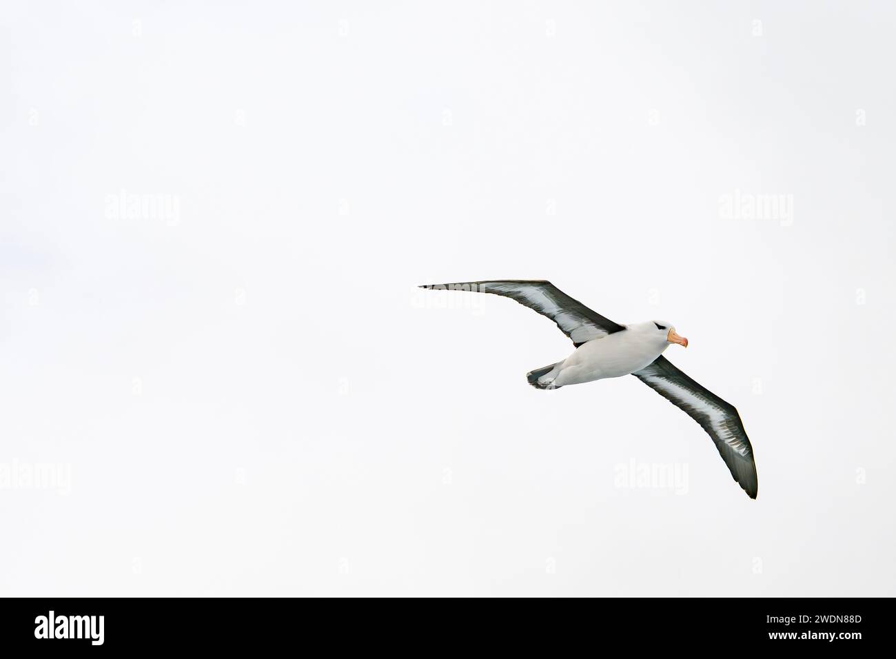 Albatross dal sopracciglio nero, Thalassarche melanophris, volo sopra l'Oceano Atlantico meridionale, grande uccelli marini della famiglia Albatross, bellissimo uccello, elegante volantino Foto Stock
