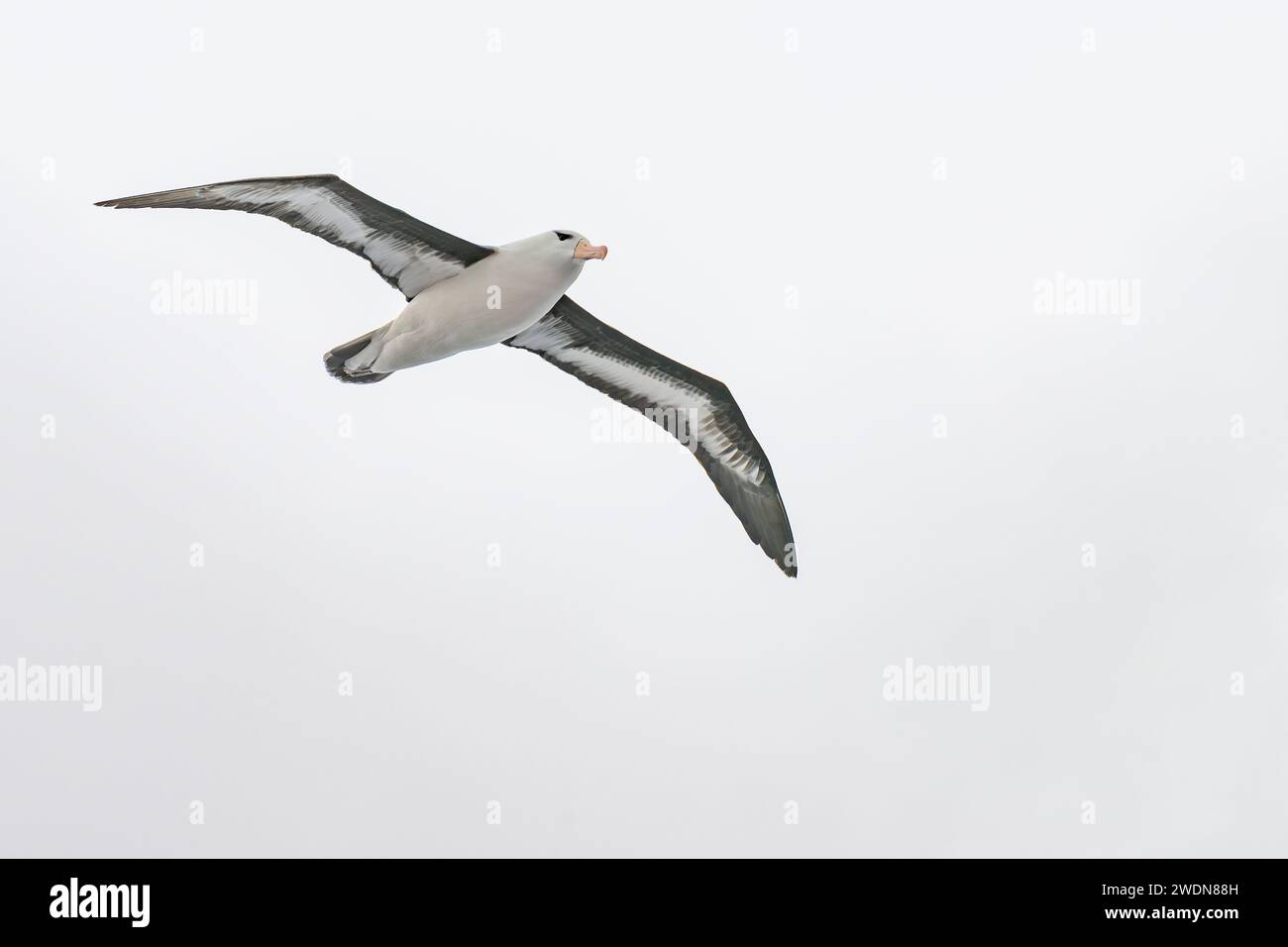 Albatross dal sopracciglio nero, Thalassarche melanophris, volo sopra l'Oceano Atlantico meridionale, grande uccelli marini della famiglia Albatross, bellissimo uccello, elegante volantino Foto Stock