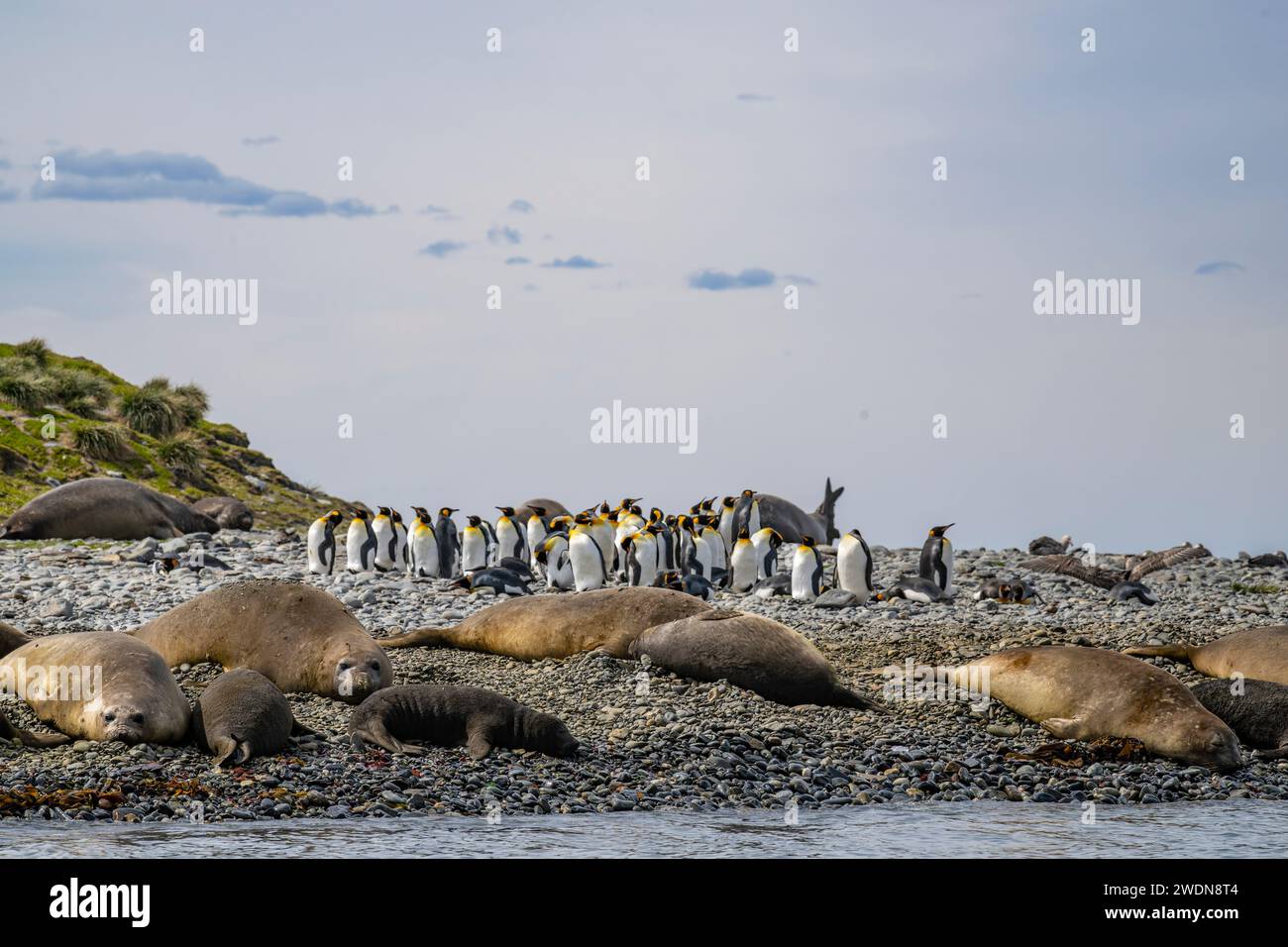 Elephant Seal, Mirounga leonine, sulla spiaggia di Gold Harbor, SGI, nelle giornate di sole in primavera Foto Stock