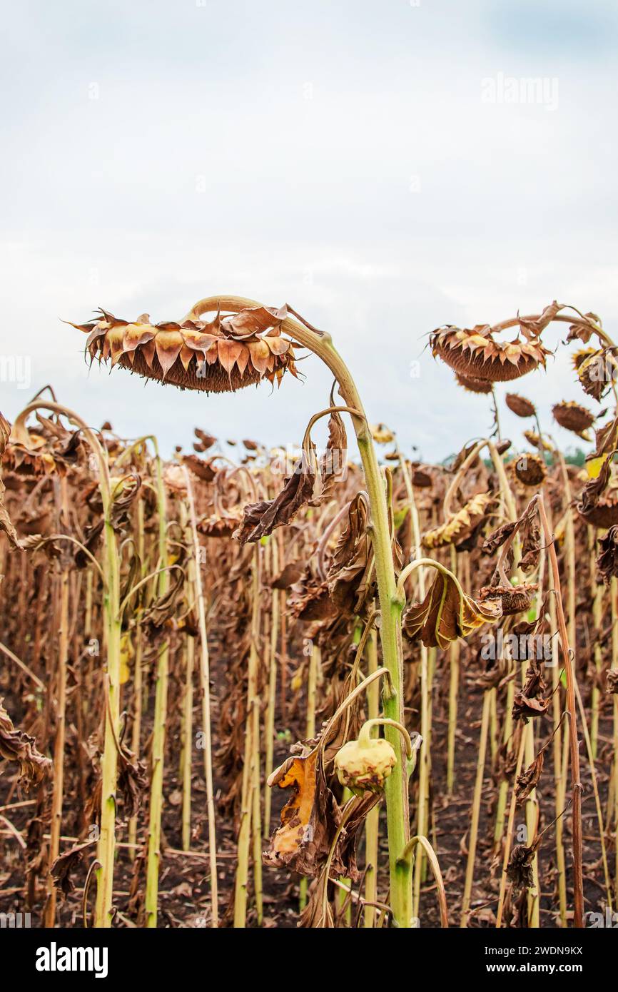 Stagione di raccolta dei girasoli in autunno. Raccolta di semi semi semi semi semi girasole maturi a secco in primo piano su un campo morbido e sfocato nelle giornate limpide. Foto Stock