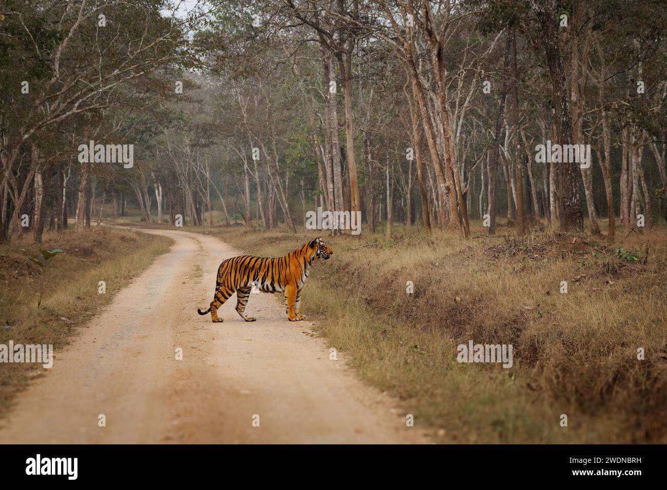 Tigre del Bengala - tigri del Panthera tigri il gatto più grande selvaggio nella giungla indiana nella riserva delle tigri di Nagarhole, cacciatore nella giungla verde, faccia a faccia V. Foto Stock