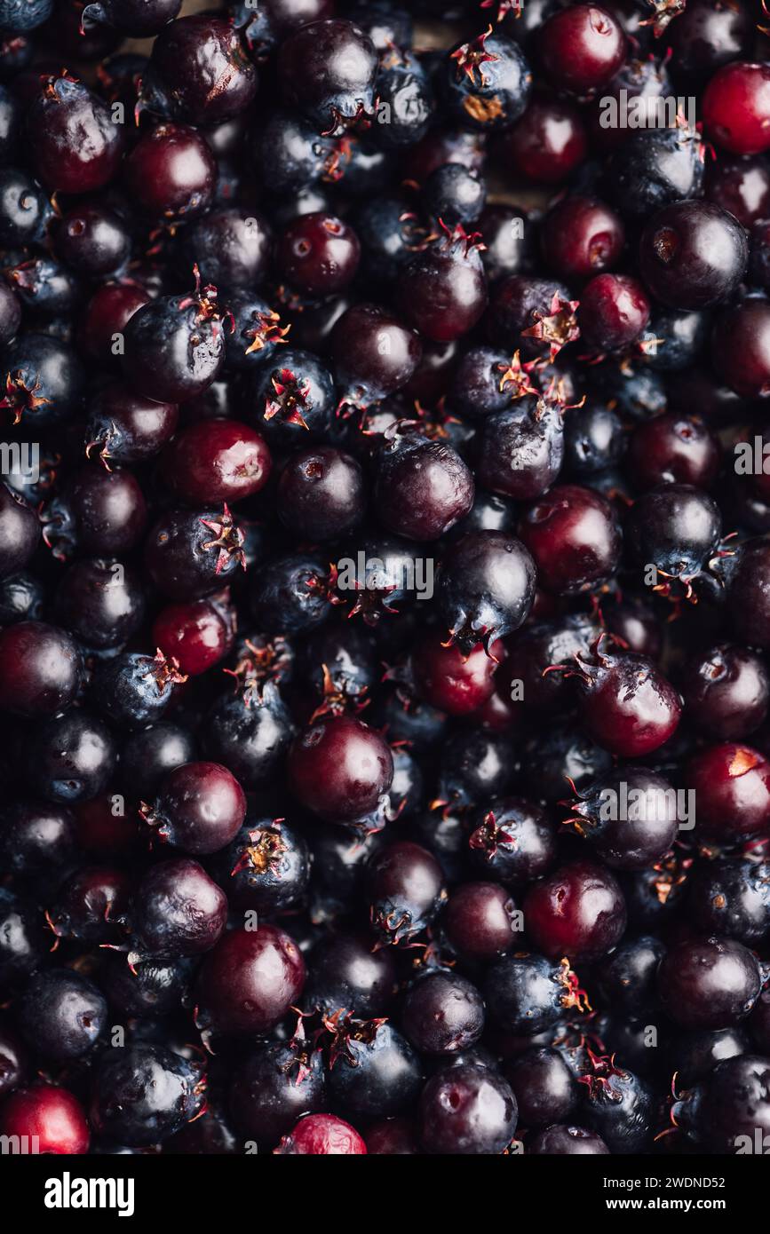 Sfondo di frutta viola Amelanchier Lamarckii. Vista dall'alto Foto Stock