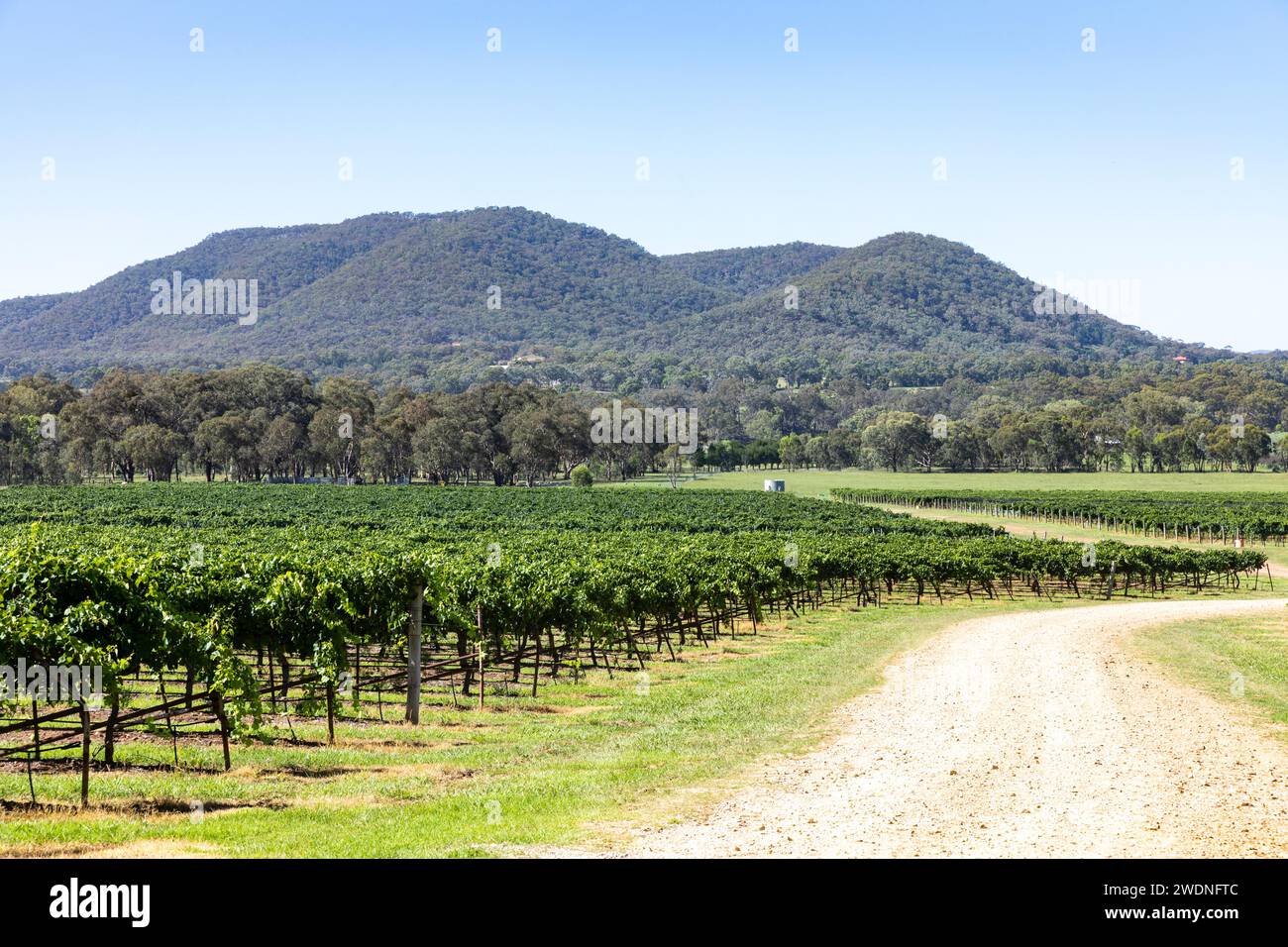 Regione vinicola di Mudgee in Australia, estate e filari di viti nel vigneto con cielo blu collinare, cantina Robert Stein, NSW, Australia, 2024 Foto Stock
