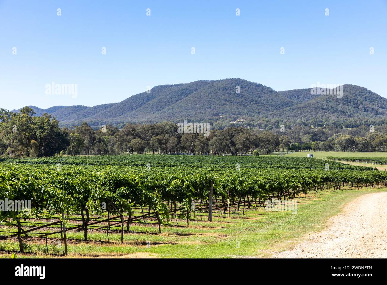 Regione vinicola di Mudgee in Australia, estate e filari di viti nel vigneto con cielo blu collinare, cantina Robert Stein, NSW, Australia, 2024 Foto Stock