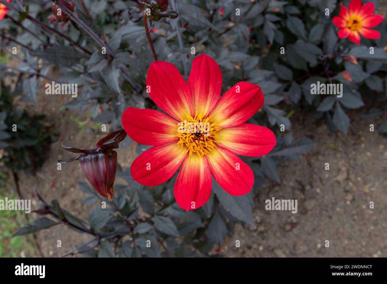 Fiori dahlia rossi e foglie quasi nere a contrasto. Testa di fiori chiara e fogliame scuro. Fiore semplice con otto petali e centro giallo. Foto Stock