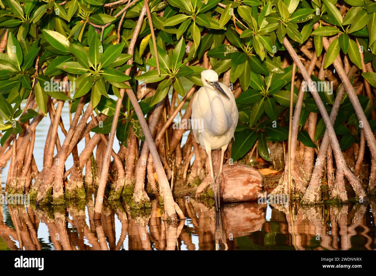 Un grande airone blu (Ardea herodias), morfo bianco, tra i cespugli di mangrovie nel tardo pomeriggio a San Pedro, Ambergris Caye, Belize. Foto Stock