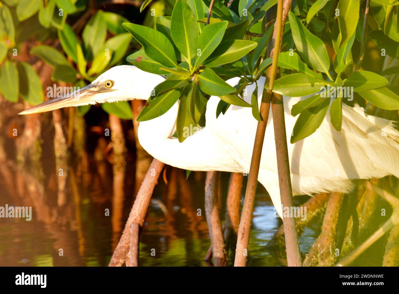 Un grande airone blu (Ardea herodias), morfo bianco, tra i cespugli di mangrovie nel tardo pomeriggio a San Pedro, Ambergris Caye, Belize. Foto Stock
