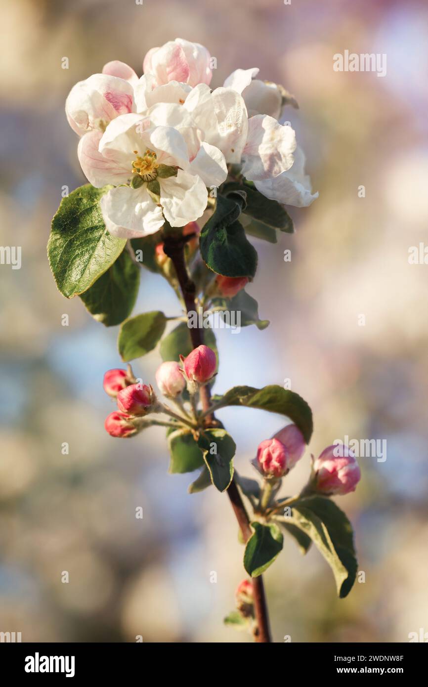 Una foto verticale che mostra un ramo di un albero di mele in fiore. Foto Stock