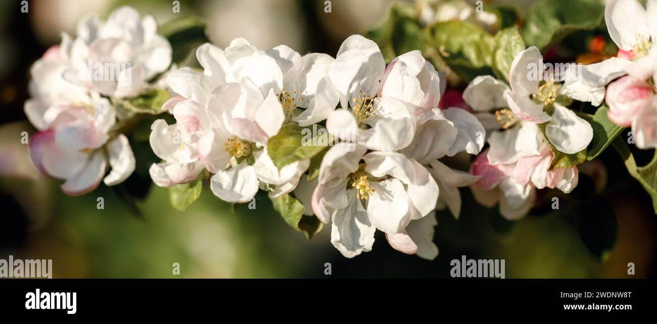 Sfondo primaverile con fiori bianchi e rosa e raggi solari. Meleti con sfondo primaverile luminoso. Banner. Foto Stock