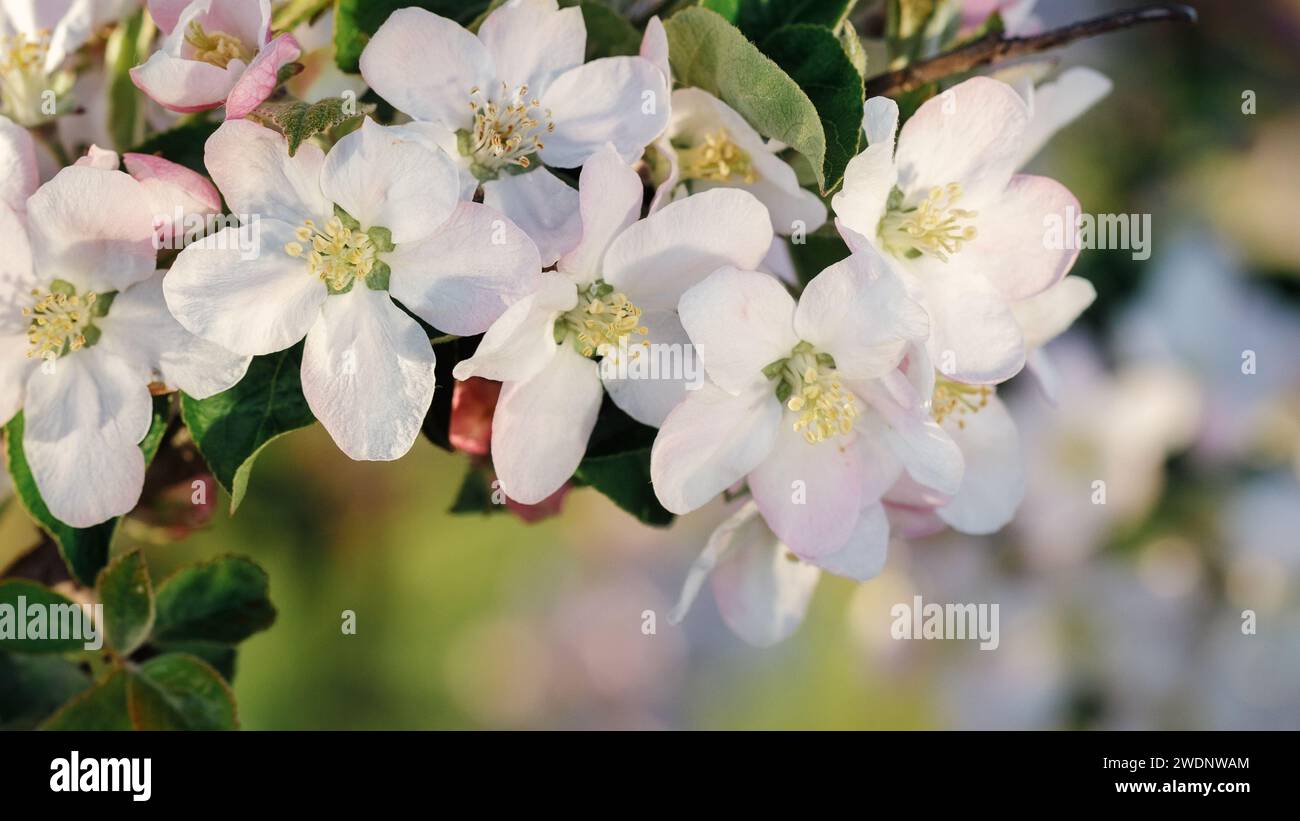 Un ciuffo di fiori di mele primaverili bianche. Foto Stock