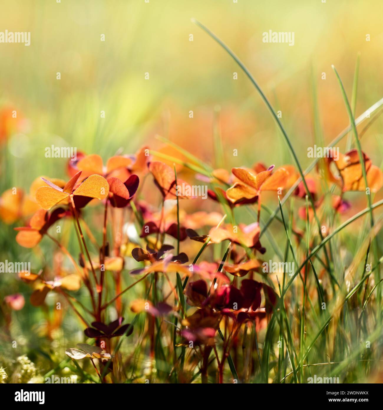 Cespugli macro caucasici Oxalis spiralis con foglie rosse, in prato alla luce del sole. Foto Stock