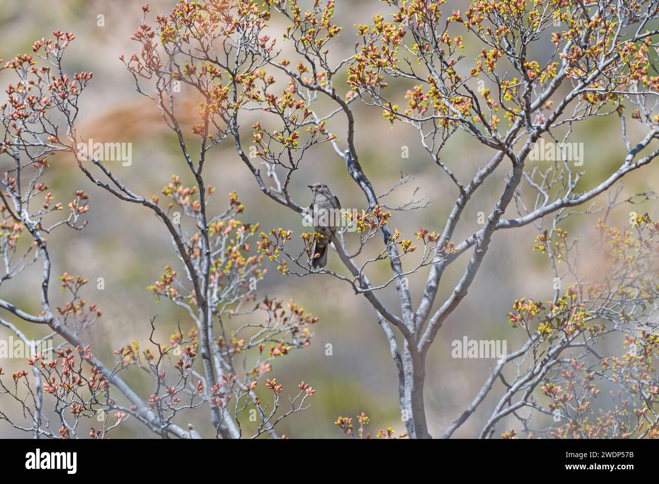 Townsend Solitaire in un albero colorato che inizia a sfogliare nel Guadalupe Mountains National Park in Texas Foto Stock