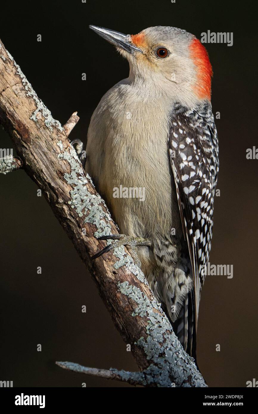 Un picchio dal becco rosso appollaiato su un arto. Foto Stock
