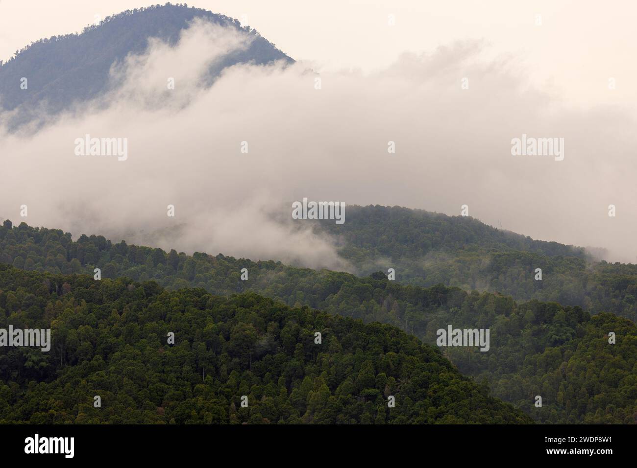 Fitta foresta di nebbia e nuvole, montagne di Bali vicino a Munduk, Indonesia Foto Stock