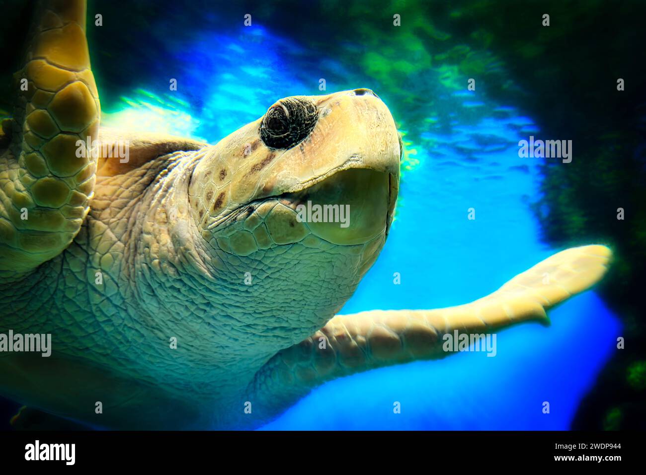 Una tartaruga nuota in un acquario della California meridionale. Foto Stock