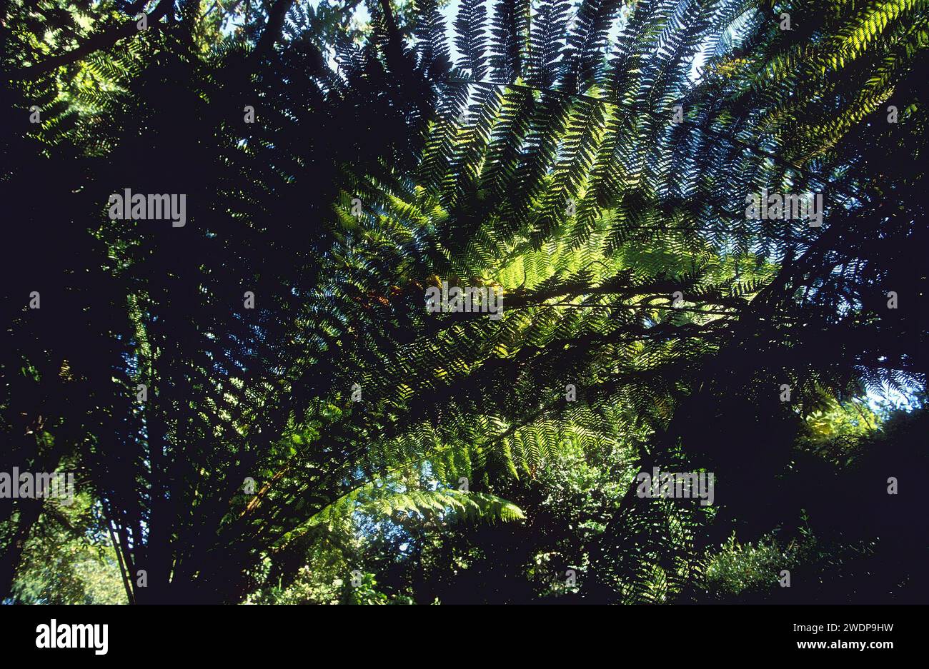 Rainforest Tree Ferns, Tasmania, Australia Foto Stock