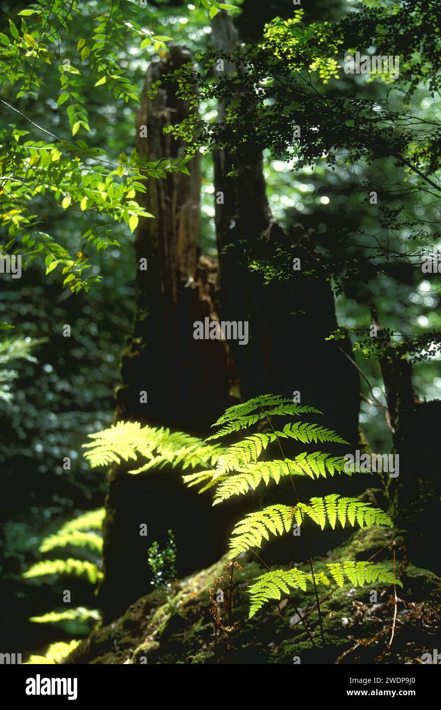 Rainforest Tree Ferns, Tasmania, Australia Foto Stock