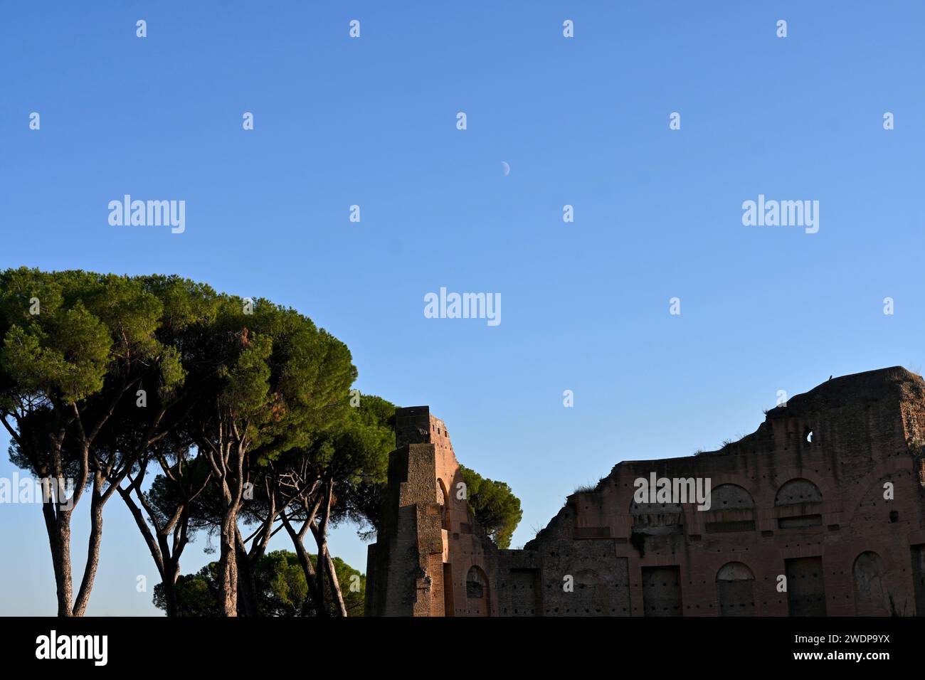 Cielo azzurro sopra le rovine romane e i pini di pietra italiani all'interno del foro romano – Roma, Italia – ottobre 31 2022 Foto Stock