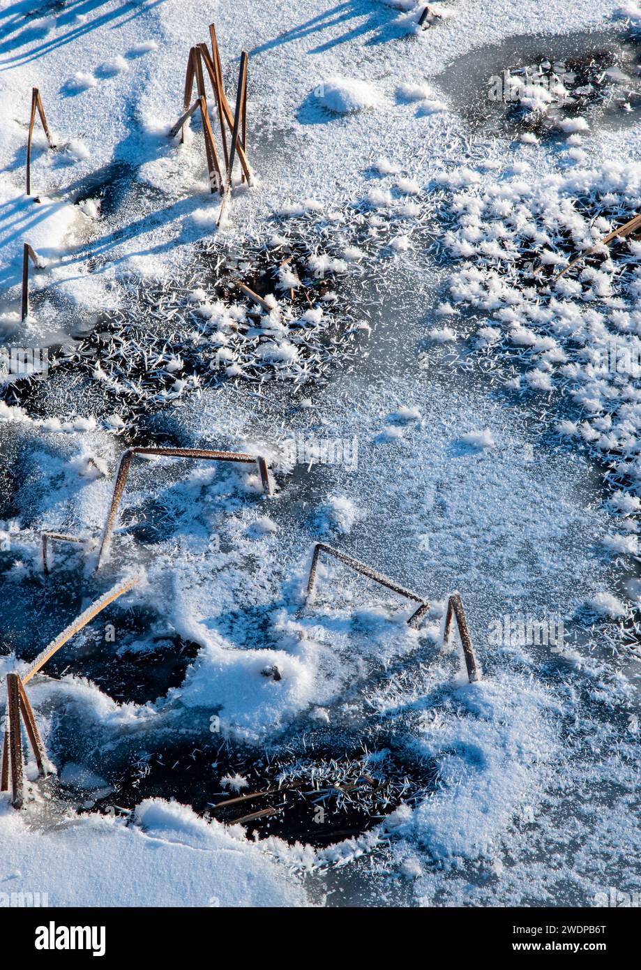 Cristalli di ghiaccio si formano su canne e ghiaccio sulla superficie dell'acqua del ramo orientale del fiume DuPage in una fredda mattina di gennaio, Churchill Woods Foto Stock