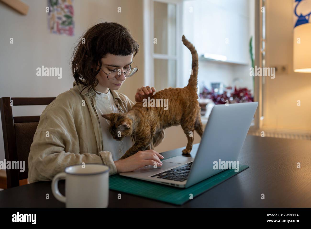 Adoro il proprietario di animali domestici seduto al tavolo, che lavora sul computer portatile mentre il gatto distoglie l'attenzione dal lavoro, studia Foto Stock