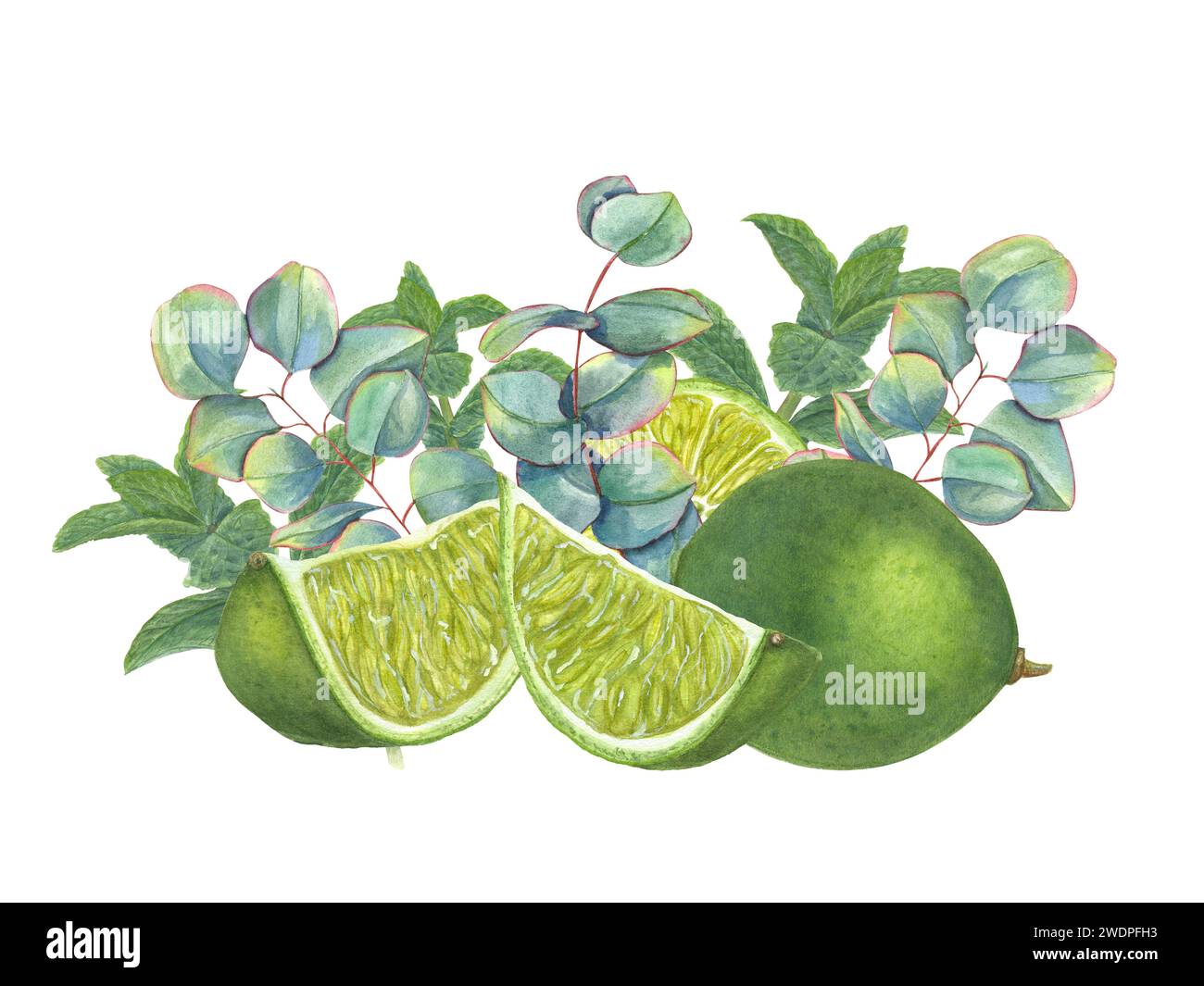 Lime tra ciuffi di eucalipto. Succose fette di agrumi, foglie verdi. Piante da dollaro d'argento, frutti tropicali. Illustrazione ad acquerello per poster, confezione Foto Stock