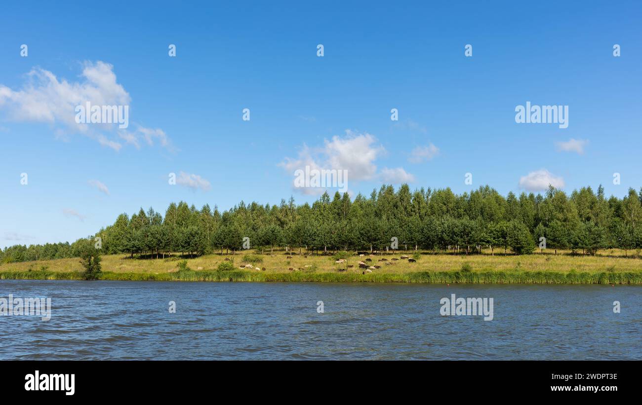Paesaggio rurale in una giornata di sole con animali al pascolo in un prato vicino a un lago Foto Stock
