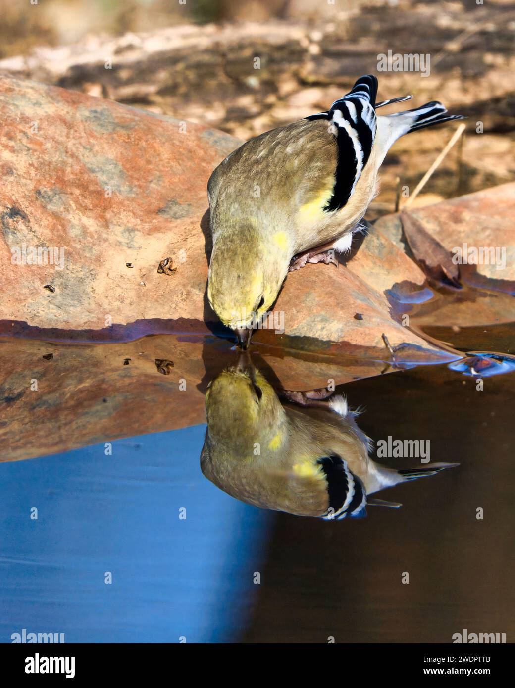 Un Goldfinch si staglia vicino a uno stagno, assaporando una bevanda rinfrescante dalle acque incontaminate. Foto Stock
