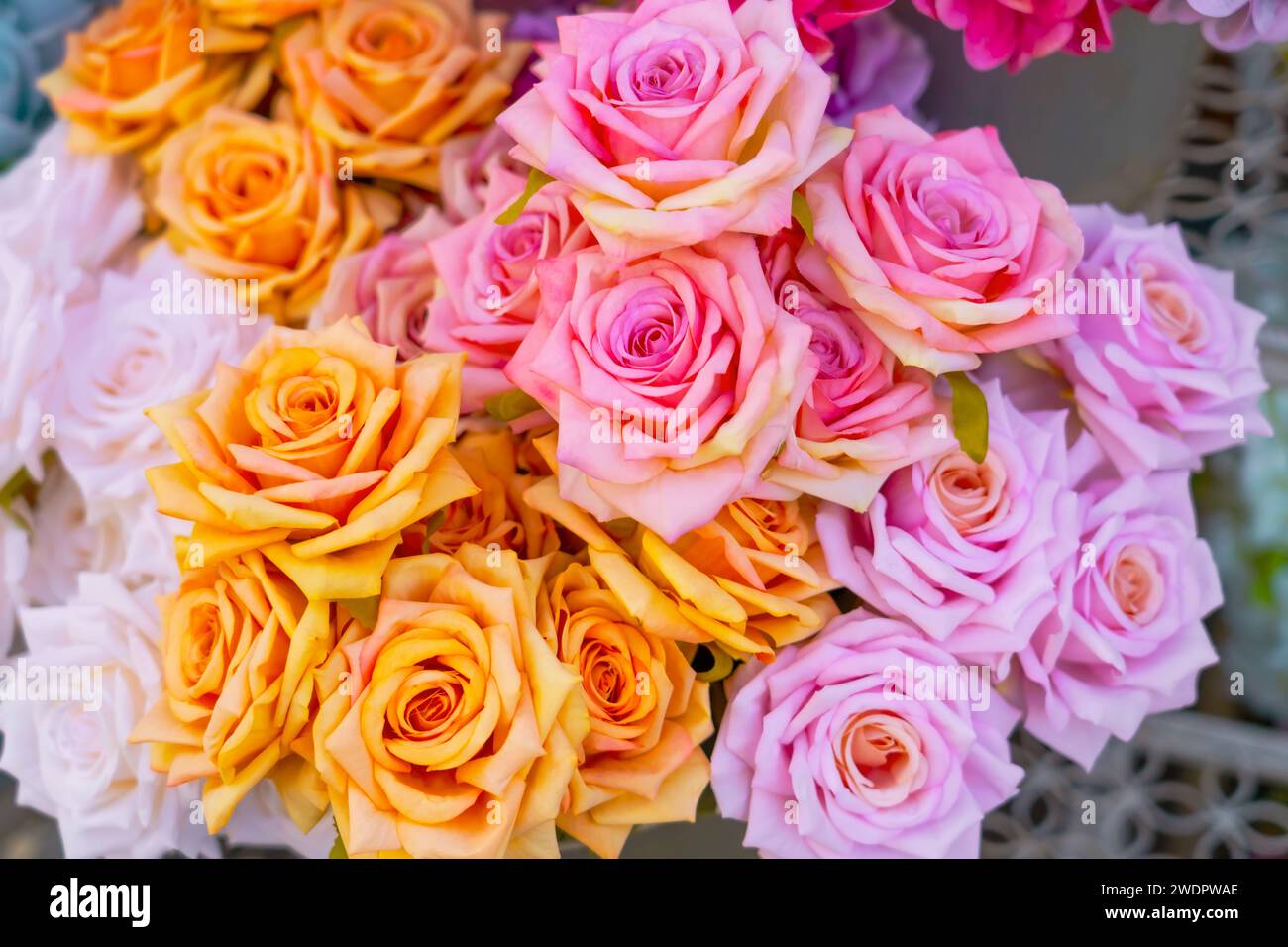 Roseto con rose rosse fiorite Foto Stock