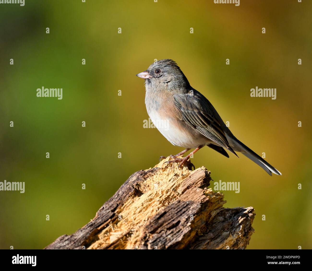 Un primo piano di uno Junco dagli occhi oscuri a dover, Tennessee Foto Stock