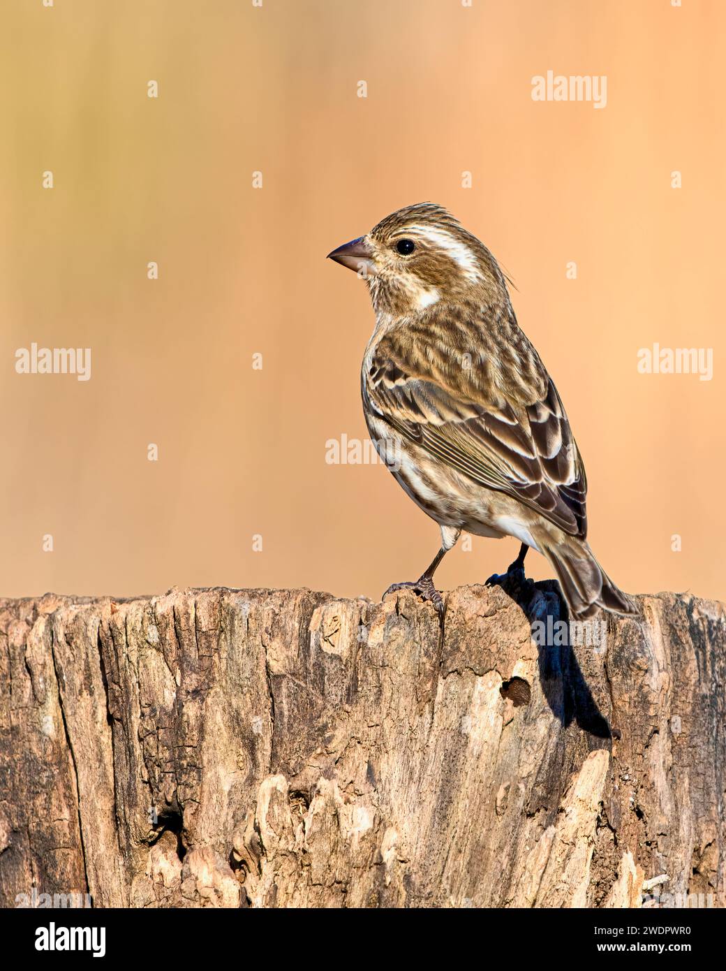 Primo piano di un Finch viola arroccato su un ceppo Foto Stock
