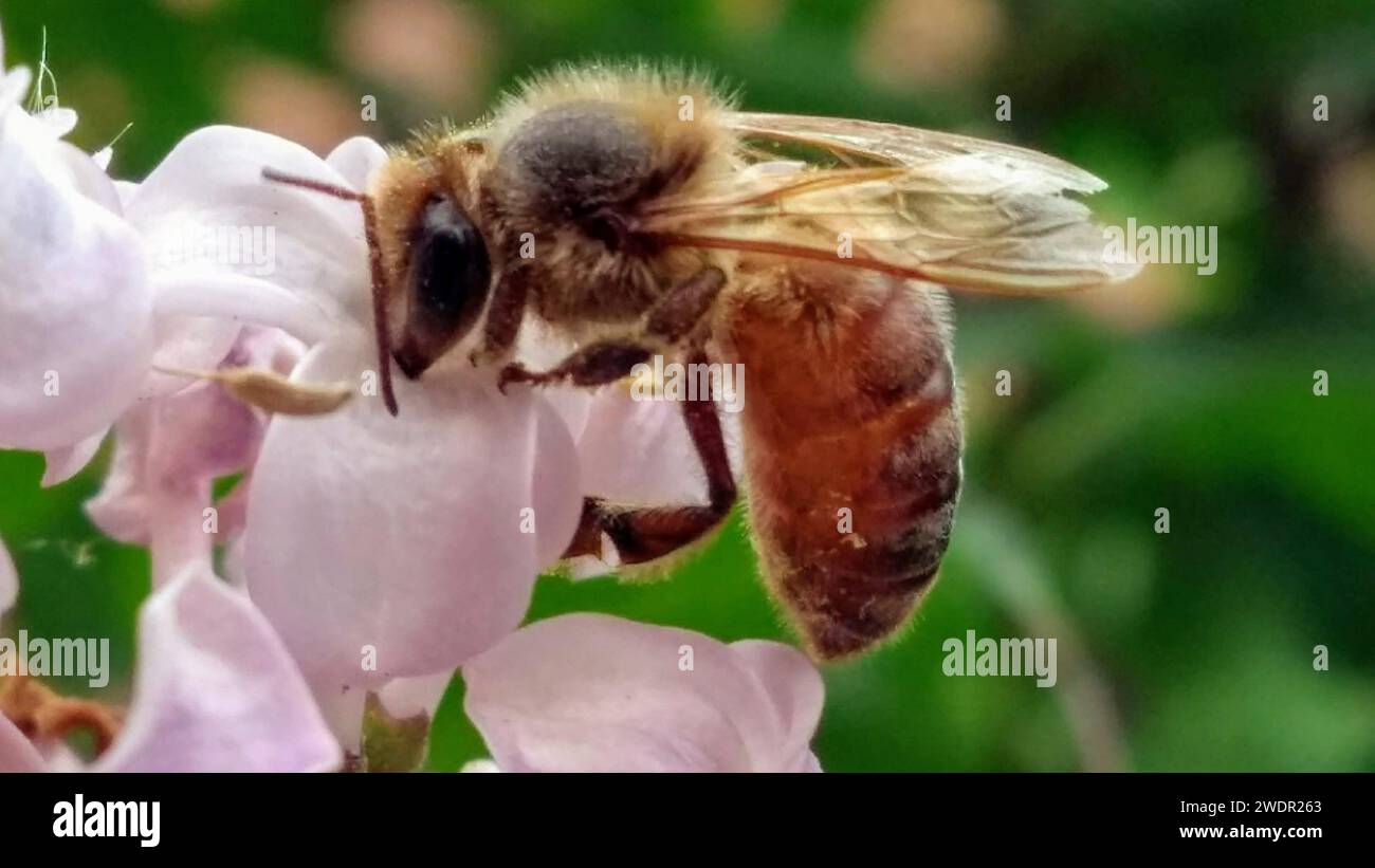 Un primo piano di un'ape che impollina un fiore rosa vibrante Foto Stock