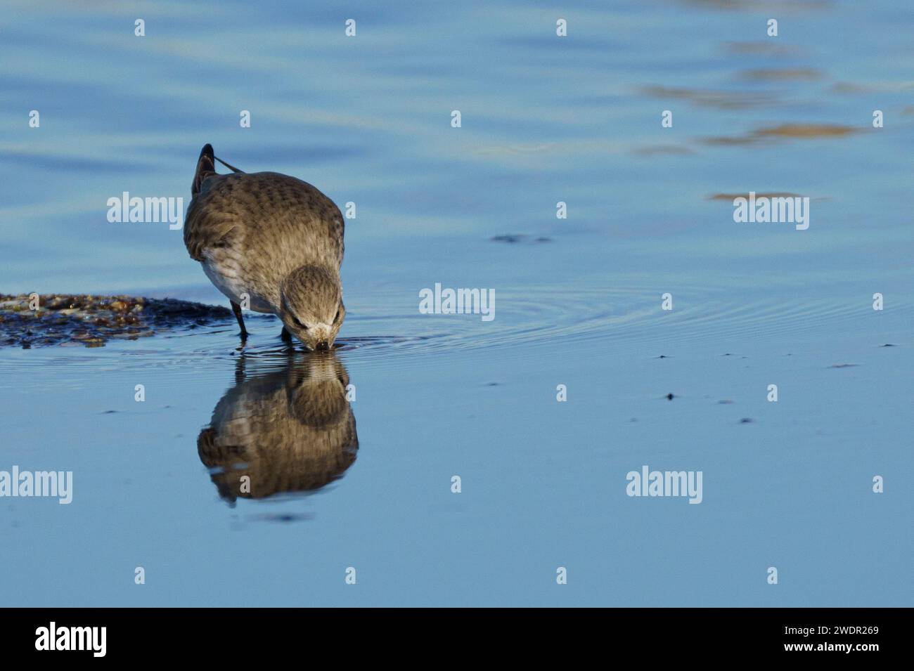 Un uccello Dunlin (Calidris alpina) arroccato sulla costa Foto Stock