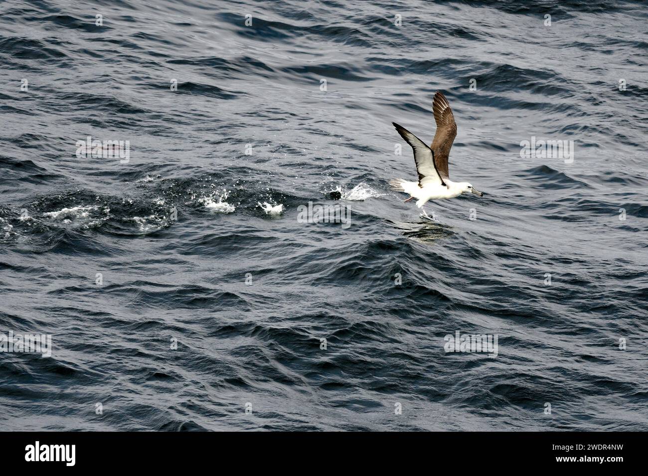 Albatros Blackbrowed, Diomedea melanophris, Diomeidae, Flying up, Bird, animale, Oceano Atlantico Foto Stock