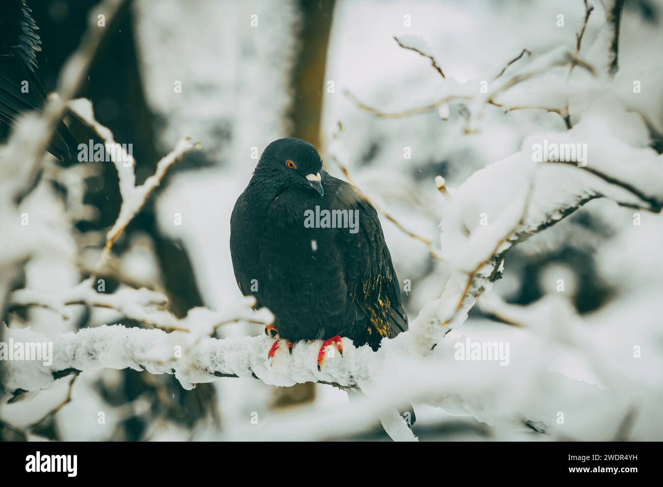 Un piccione nero seduto su un ramo di albero innevato Foto Stock